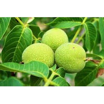 Orech vlašský - Juglans regia 'Alsószentiványi' Co15 6/8