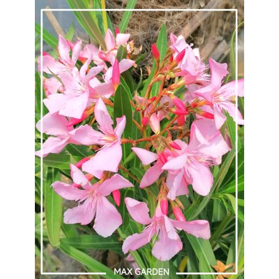 Oleander obyčajný  - Nerium oleander Pink Co10L ...