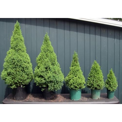 Smrek biely  - Picea Glauca ´Conica´ Co2L 40/50