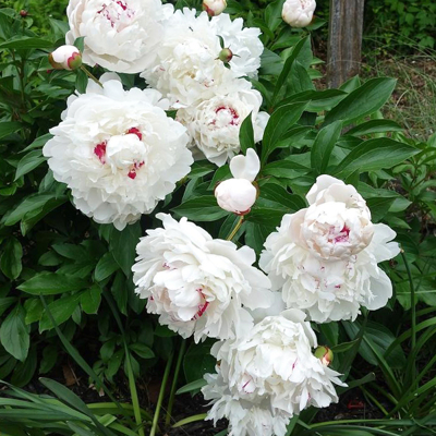 Pivonka čínska - Paeonia lactiflora 'Festiva Maxima'  Co3L