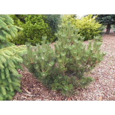 Borovica - Pinus ´Resinosa nana´ Co7,5L 20/30