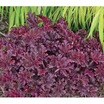 Heuchera americana ’Melting Fire´ P13