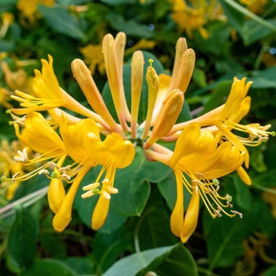 Zemolez Telmanniana - Lonicera x tellmanniana Co3.3L 60/80