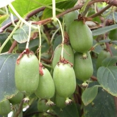 Actinidia arguta - Kiwi 'Issai' Co2L  40/50 -  samosprašná