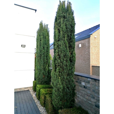 Tis obyčajný - Taxus baccata 'Fastigiata Robusta'  Co2L 20/30