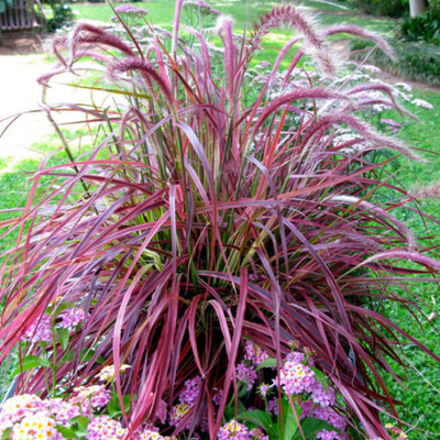 Pennisetum setaceum ‘Fireworks’ – farebná okrasná tráva do záhrady  🟩 Meta description: