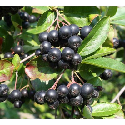 Jarabina čierna - Aronia prunifolia ´Viking´ 20/...