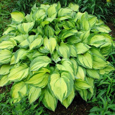 Funkia - Hosta ´Stained Glass´  Co1,5L 5/10