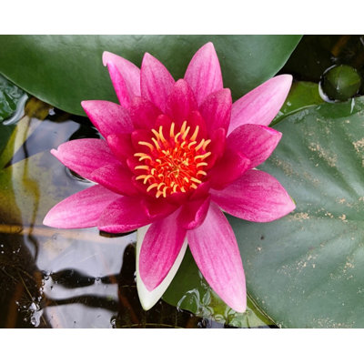 Lekno - Nymphaea ´Attraction Rot´ P11