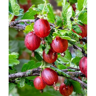Egreš červený -  Ribes uva-crispa   'Hinnonmaeki Rot'  Co2L 40+