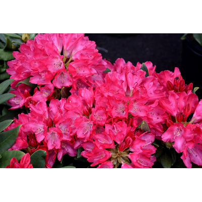Rododendrón - Rhododendron Yakushimanum 'Sneezy' 20/30