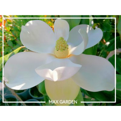 Magnólia veľkokvetá - Magnolia grandiflora 'Gall...