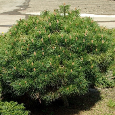 Pinus Nigra ´Brepo´ - 30cm