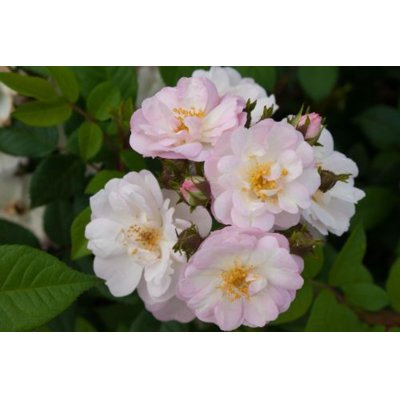 Ruža popínavá - sv.ružová - Rosa ´Perennial Blush´ Co10L 200/210