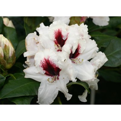 Rododendrón - Rhododendron ´Picobello´  Co5L 30/...