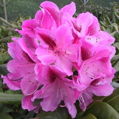Rododendrón - Rhododendron ´Cosmopolitan' 30/40 Co5L