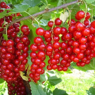 Ríbezľa červená - Ribes rubrum  'Jonker van Tets'  Co2L