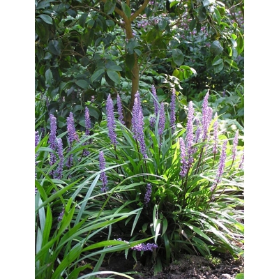 Liriope muscari ´Ingwersen´
