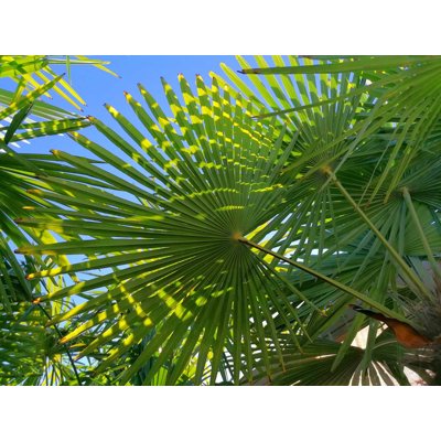 Palma - Chamaerops Excelsa - Trachycarpus fortunei  Co40L 40/60
