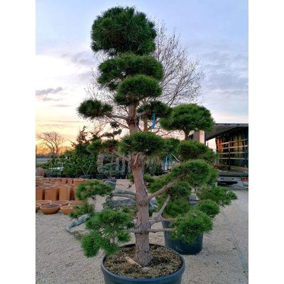 Pinus Nigra ´Austriaca´  Co230L  250/300 BONSAI(...