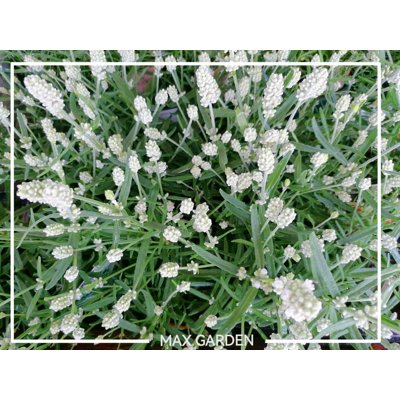 Levanduľa úzkolistá  - Lavandula angustifolia 'E...