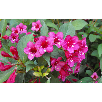 Vajgela kvetnatá  - Weigela ´Bristol Ruby´ Co2L