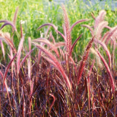 Pennisetum setaceum ´Rubrum´ Co2L