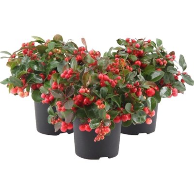 Gaultheria procumbens - Gaultéria hrotitá P12