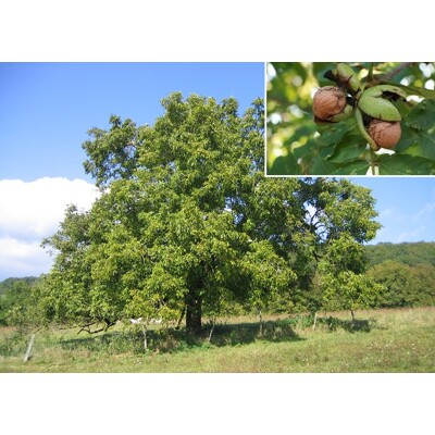 Orech vlašský - Juglans regia 'Milotai' Co15 6/8