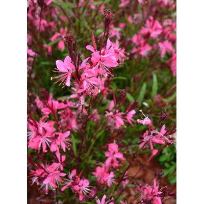 Gaura 'Belleza Dark Pink' – Predaj, tmavoružová, kompaktná, trvalka do sucha, dlhé kvitnutie