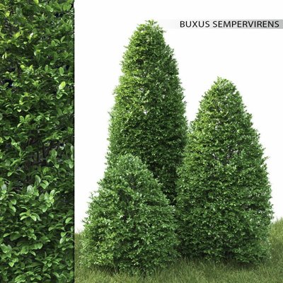 Krušpán vždyzelený - Buxus sempervirens pyramida Co5L 50/55