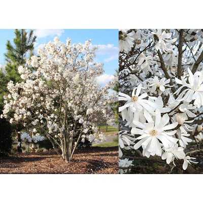 Magnólia hviezdokvetá - Magnolia stellata Co2,5L 30/40