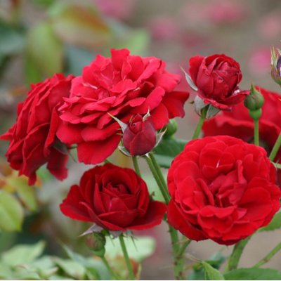 Ruža záhonová - Rosa 'Nina Weibull' - veľkokvetá Co3L