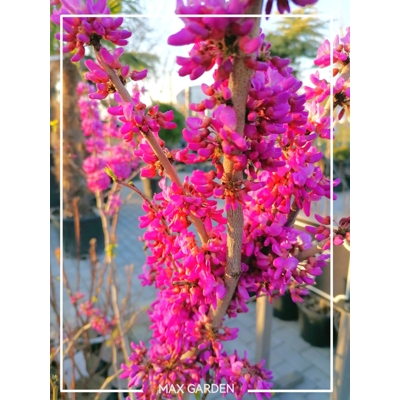 Judášovec čínsky  -  Cercis chinensis 'Avondale'  Co10L 50/60