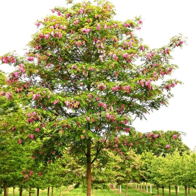 Agát srstnatý - Robinia pseudoacacia ´Casque Rouge´ Co7,5L 150/200