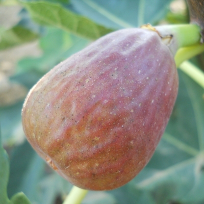 Ficus carica ´Peretta´ Co13 20/25