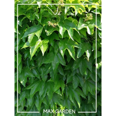 Pavinič ´Veitchii´ | Boston Ivy | Popínavá rastlina | Zelená stena