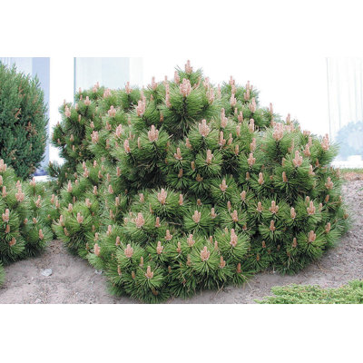 Borovica horská (kosodrevina)  - Pinus mugo varegiata ´Mughus´ Co2,5L 15/20