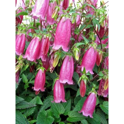 Campanula haylodgensis ´Blue Bali´ Co10,5