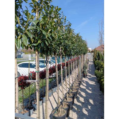 Vavrínovec lekársky Novita - Prunus laurocerasus ´Novita´  Co3L 80/100 (ITA)