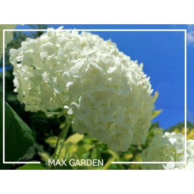 Hortenzia strom?ekovitá - Hydrangea arborescens 'Annabelle' - 70/80cm