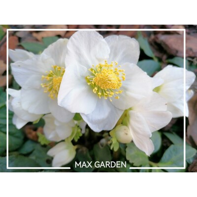Helleborus Niger