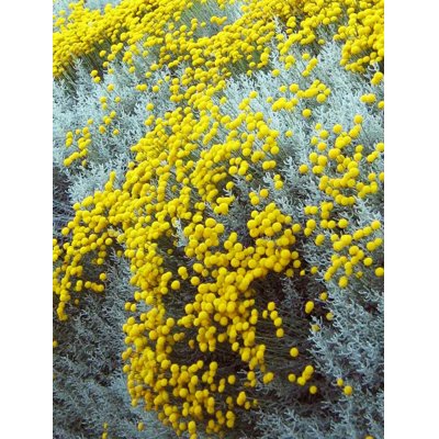 Santolina cypruštekovitá - Santolina chamaecyparissus P14