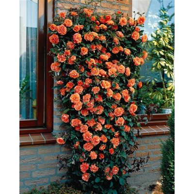 Ruža popínavá - Rosa ´Metanoia´ - oranžová Co4L