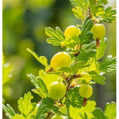 Egreš biely -  Ribes uva-crispa  'Hinnonmaeki Geel'  Co2L 40+