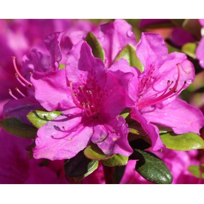 Azalka japonská - Azalea japonica 'Geisha Purple' Co2.5L 20/30