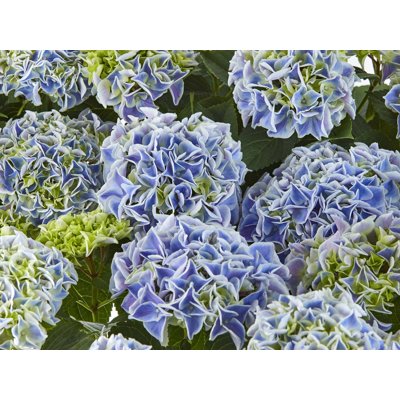 Hortenzia kalinolistá - Hydrangea macrophylla ‘Saxon Candy Heart Blue’ Co4L