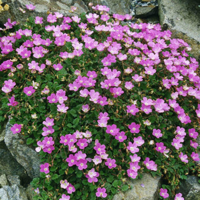 Erodium x variabile 'Bishop's Form'