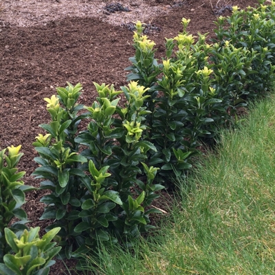 Bršlen japonský  - Euonymus japonicus  'Green Spire'  Veľkosť: 25-30 ,  K2