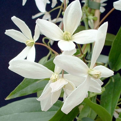 Plamienok - Clematis montana 'Tetrarose' Co2L 60/80